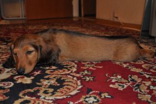 Jamnik d�ugow�osy